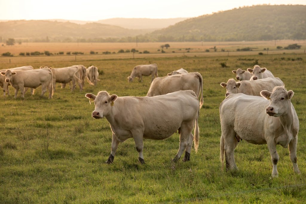 vache-normande