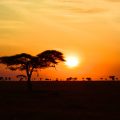 Coucher-soleil-savane